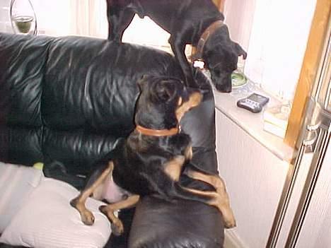 Blanding af racer Labrador og andet   Max - tyson kan slet ikke forstår hvorfor max er helt elektrisk... billede 15