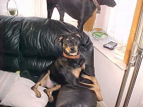 Blanding af racer Labrador og andet   Max - tror tyson snart giver op billede 16