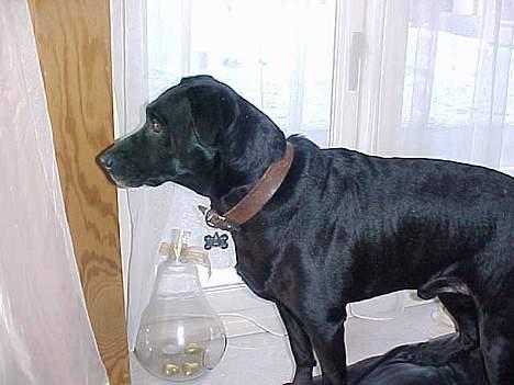 Blanding af racer Labrador og andet   Max - så nu har max fået øje på en mere billede 17