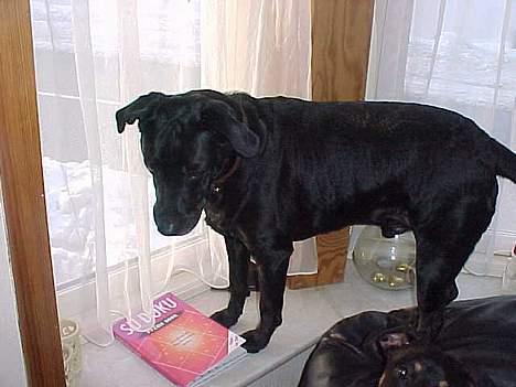 Blanding af racer Labrador og andet   Max - ja det er en sød mis billede 18