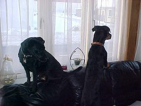 Blanding af racer Labrador og andet   Max - nu kan tyson også se den billede 19