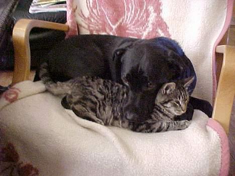 Blanding af racer Labrador og andet   Max - men bare rolig max spiser ikke katte... her er max og vores kat billede 20