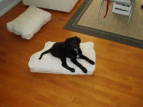 Blanding af racer Malthe (død) - Her er jeg prinsen i huset.. billede 8