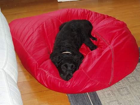 Blanding af racer Malthe (død) - Træt efter en lang løbetur i skoven. billede 9