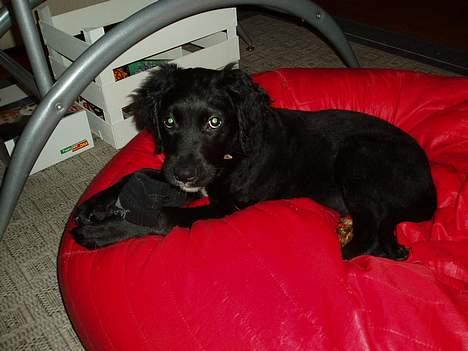 Blanding af racer Malthe (død) - Det ER altså min sok far.!.. billede 10