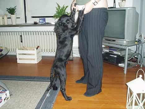 Blanding af racer Malthe (død) - SÅÅÅÅ STTOORRR! billede 11