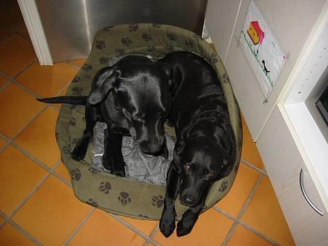 Labrador retriever Trille - Putte billede 1