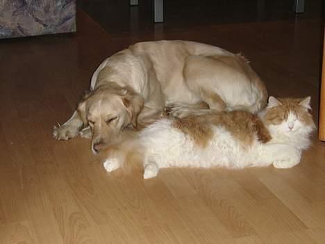 Blanding af racer Freja billede 12