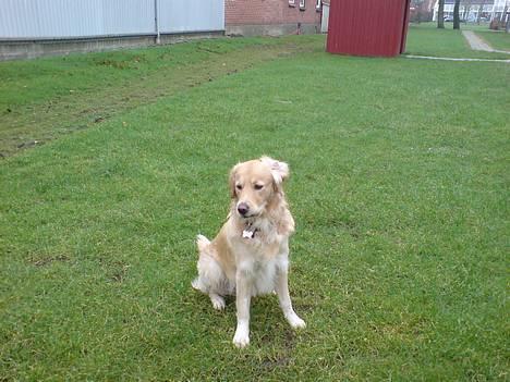 Golden retriever Mario - Frækkert :) billede 11