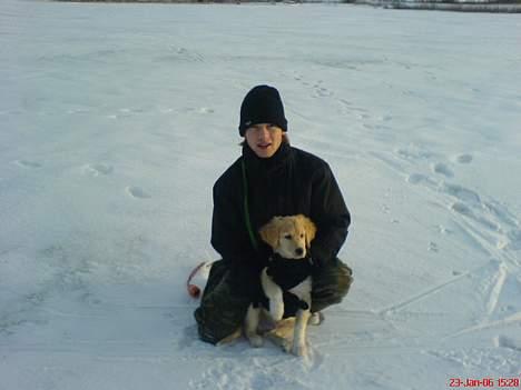 Golden retriever Mario - Mig og far på glatis billede 12