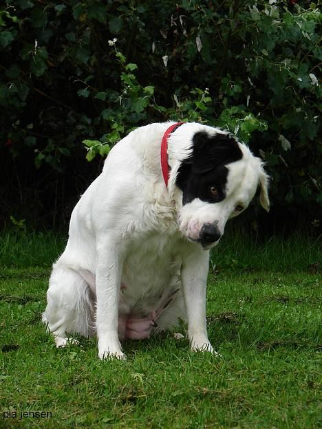Blanding af racer Emma* himmelhund* - Helt ærlig mor.........havde du tænkt dig, at jeg skulle æde fra græsset ?..........guffere skal puttes i min mund ikke smides rundt omkring. billede 3