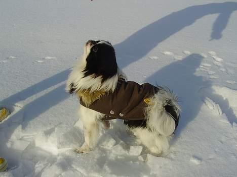 Japanese soya - jubii sneee... billede 16