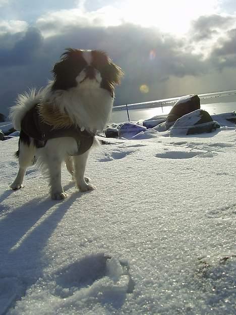 Japanese soya billede 17