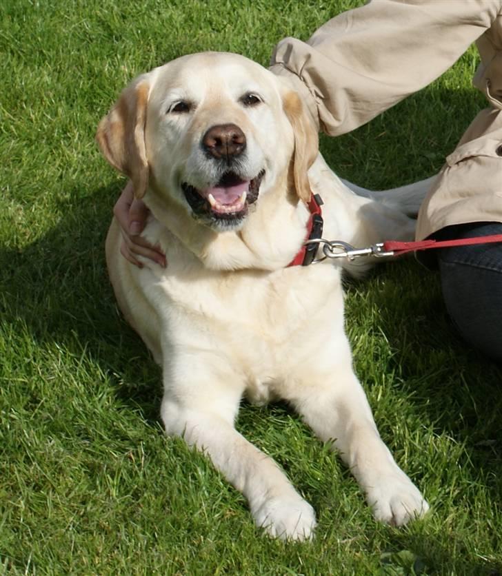 Blanding af racer Trunte R.I.P. - Hej! Det er så mig, der er Trunte. Velkommen til min profil! (Fotograf: Freja Holst Nielsen) billede 1