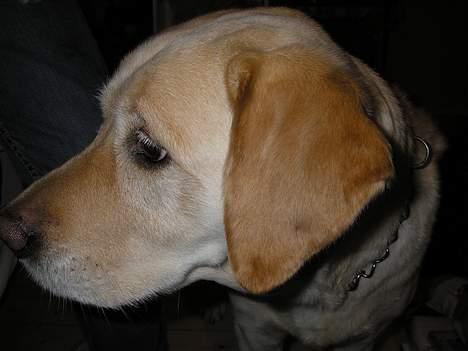 Blanding af racer Trunte R.I.P. - Trunte i profil. (Fotograf: Freja Holst Nielsen) billede 2