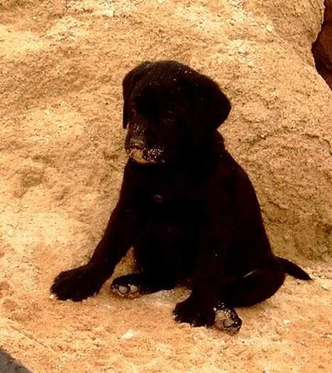 Labrador retriever flora<3 - ups... billede 6