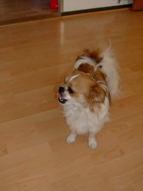 Blanding af racer Felix - tak for mad billede 4