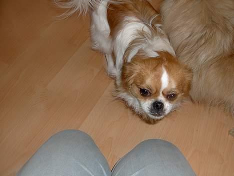 Blanding af racer Felix - Hej mor billede 5