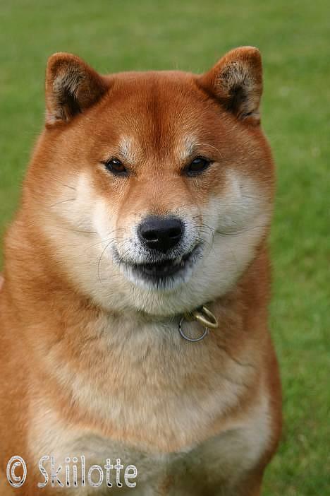 Shiba  - Luie *R.I.P* - * Nyt - Hmmm., jeg er meget farlig-. ;o)´ billede 18