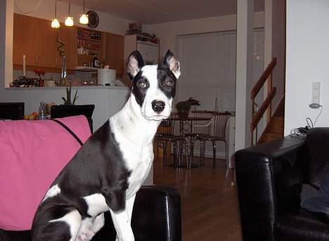 Blanding af racer Zack himmelhund <3 - Zack i sin stol! billede 3