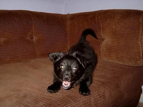 Blanding af racer Bølle solgt til ex konen - Leger med far, jeg gør ham bange:-) billede 11