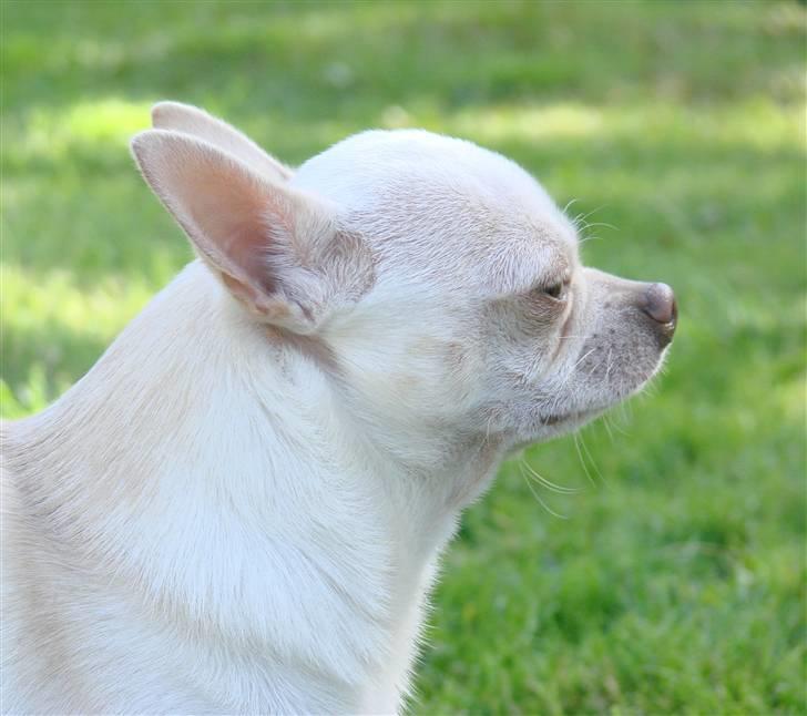 Chihuahua DKCH, KLBCH Chico - *NYT 08-09-07* billede 7