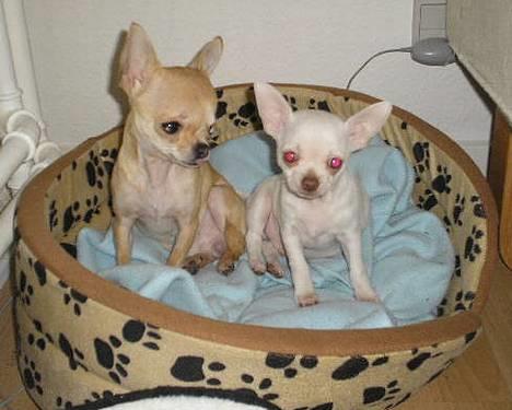 Chihuahua DKCH, KLBCH Chico - Umberto og Chico billede 8