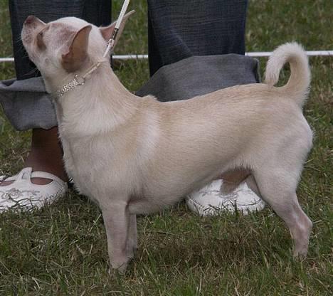 Chihuahua DKCH, KLBCH Chico - Ligger lige ved far billede 9