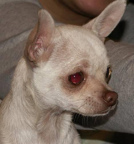 Chihuahua DKCH, KLBCH Chico - NYT d. 19.05.06 Chico på færgen på vej til udstilling billede 10