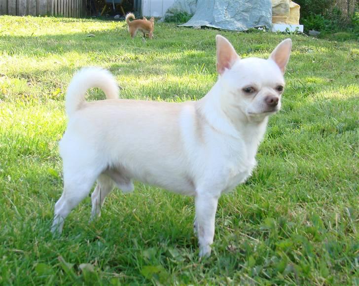 Chihuahua DKCH, KLBCH Chico - *NYT 08-09-07* billede 11