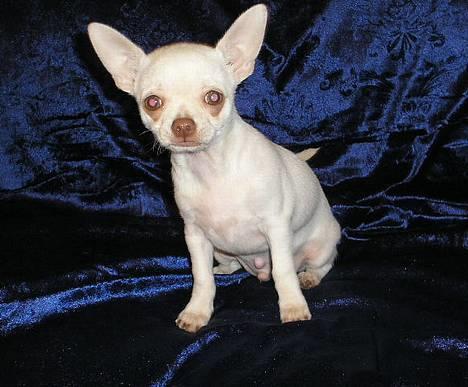 Chihuahua DKCH, KLBCH Chico - Hva´ sagde du?? billede 12