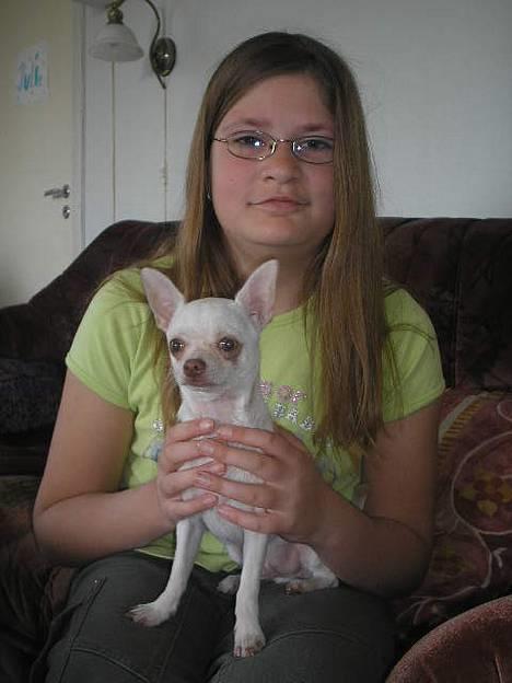 Chihuahua DKCH, KLBCH Chico - Chico og min lillesøster billede 13