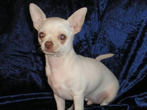 Chihuahua DKCH, KLBCH Chico - Halløj! billede 14