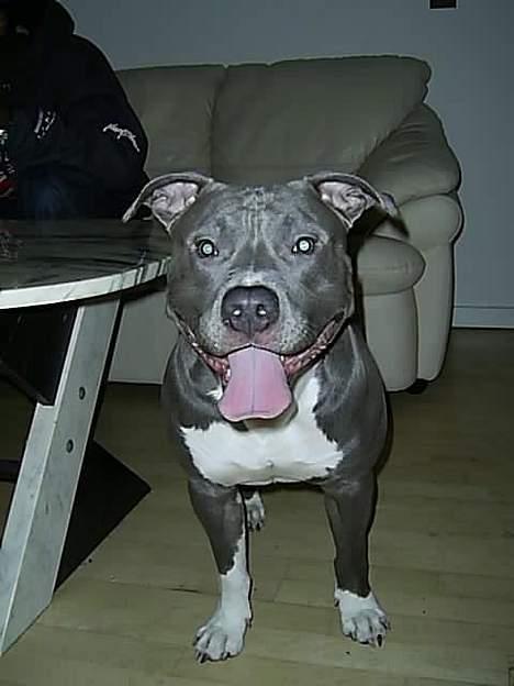 Amerikansk staffordshire terrier Baloo billede 11