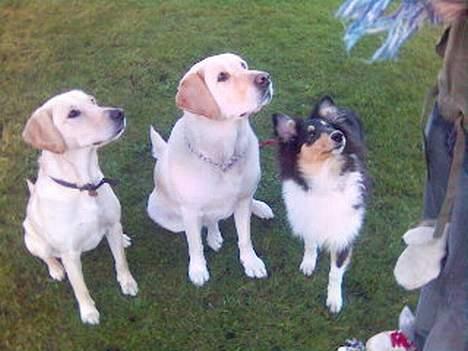 Blanding af racer Trunte R.I.P. - Fra venstre: Frigg, Trunte, Lucca og mig (Foto: Pernille Olesen) billede 3