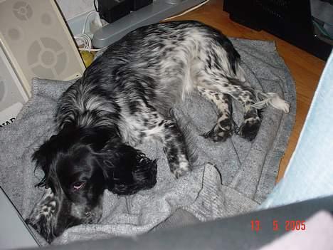 Cocker spaniel Seffie - Det er sååååå trættende... billede 9