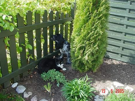Cocker spaniel Seffie - Hvad kigger du på Bølle? billede 10