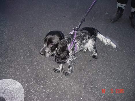 Cocker spaniel Seffie - Vi er på tur :) billede 11