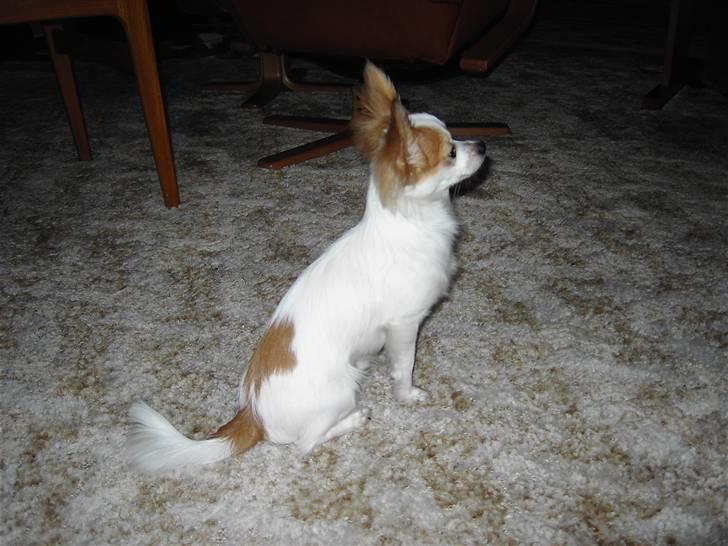 Chihuahua Zaki - Zaki på stranden.. billede 1