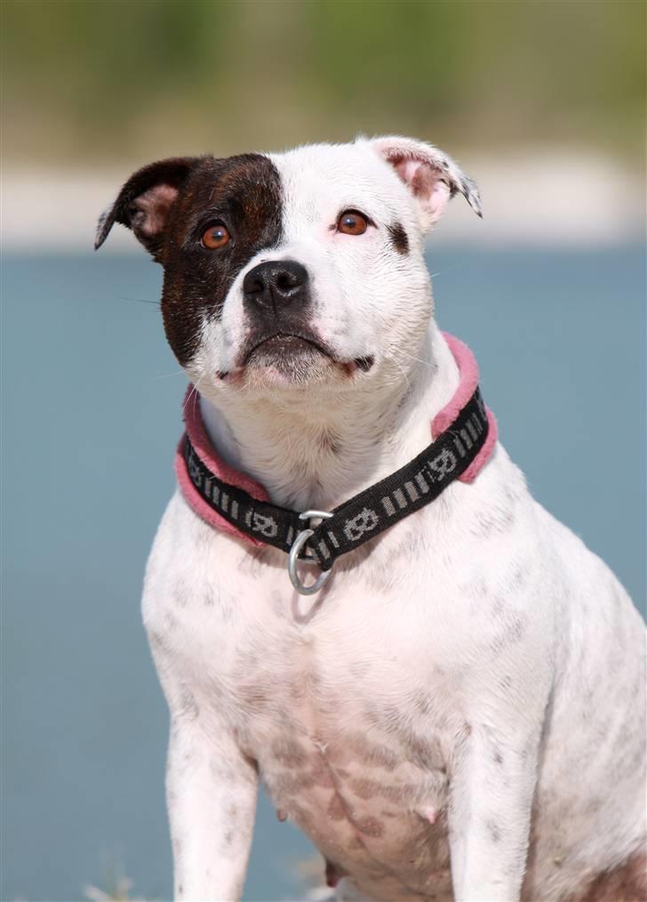 Staffordshire bull terrier Jeanty's staff Mira - 21-05-2010 Mirapigen 5.år billede 1