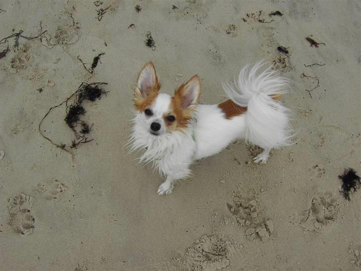 Chihuahua Zaki billede 2