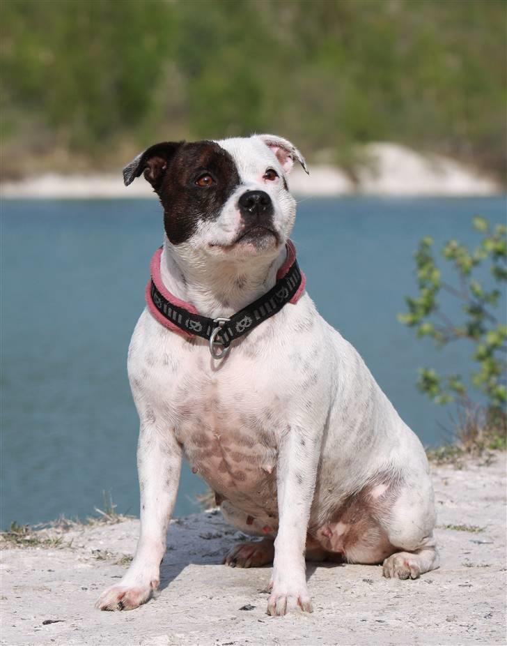 Staffordshire bull terrier Jeanty's staff Mira - 21-05-2010 billede 3