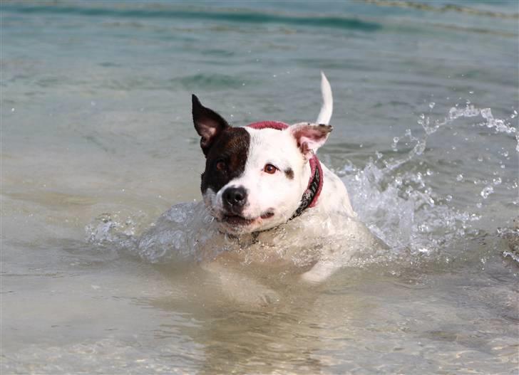 Staffordshire bull terrier Jeanty's staff Mira - 21-05-2010 billede 4