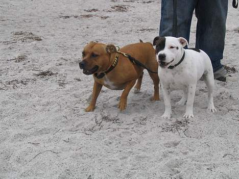 Staffordshire bull terrier Jeanty's staff Mira - Mig om min smukke mor Chili (lykkebos staff hang on heidi)! billede 8