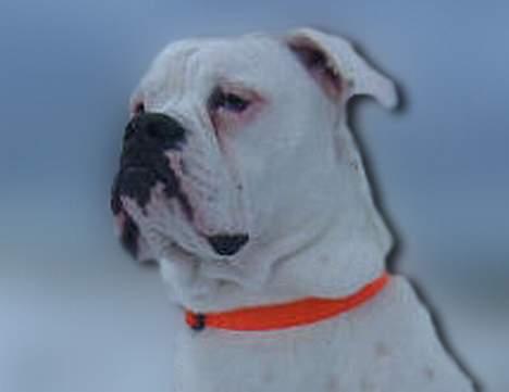 Amerikansk bulldog Østergaard's Mike billede 10