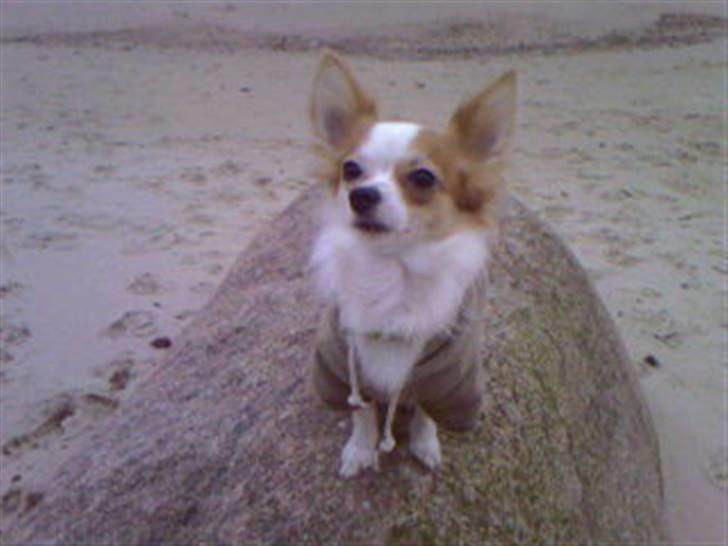 Chihuahua Zaki billede 3