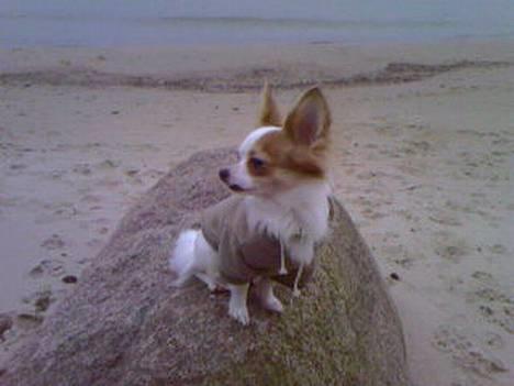 Chihuahua Zaki billede 4