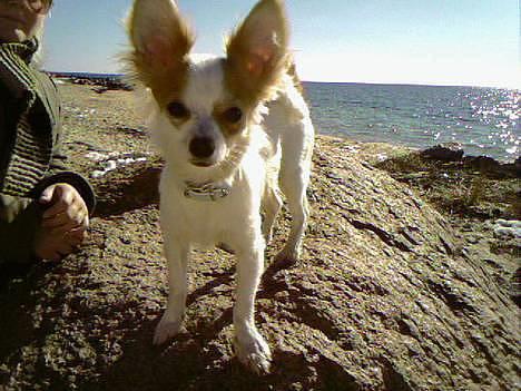 Chihuahua Zaki billede 5