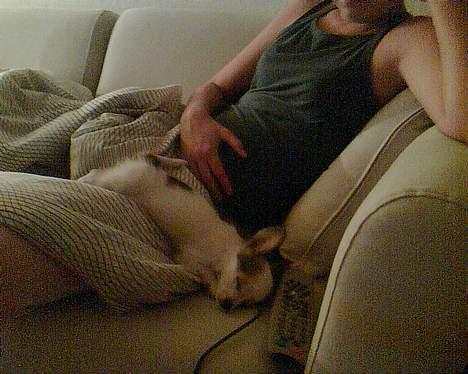 Chihuahua Zaki - Snork sover, med hovedet ned af. Fra den 19/10-05 billede 6