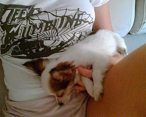 Chihuahua Zaki - En lille og meget træt Zaki! Fra den 14/10-05 billede 7